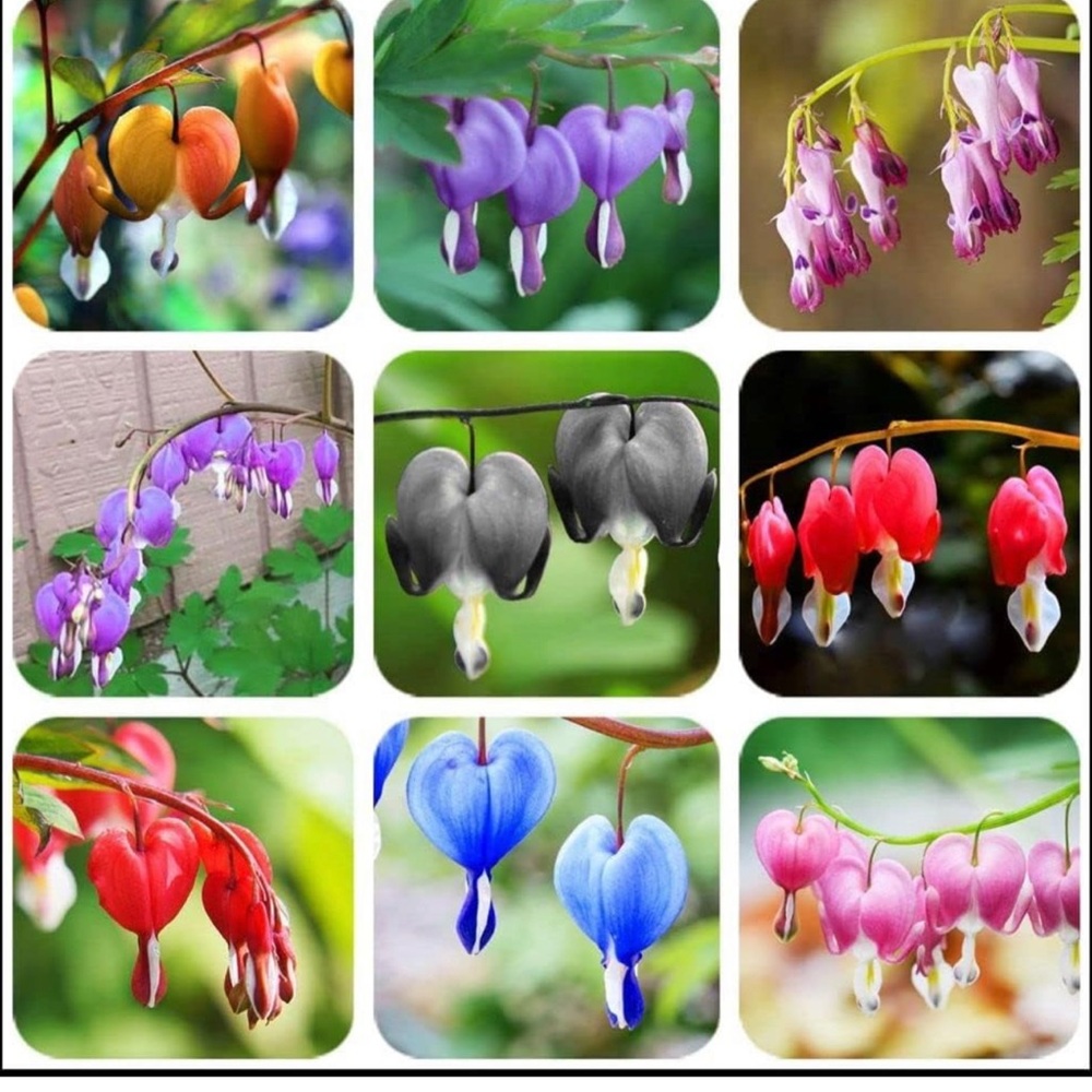 Bleeding heart seeds